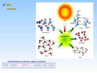 Em
   resumo




    Fotossíntese em plantas, algas e protistas

6 CO2 + 12 H2O     clorofila e Luz
                                     C6H12O6 + 6 O2 + 6 H2O
 