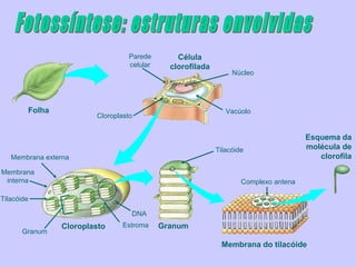 Parede        Célula
                                 celular     clorofilada
                                                                Núcleo




        Folha                                                 Vacúolo
                        Cloroplasto


                                                                                     Esquema da
                                                           Tilacóide                 molécula de
   Membrana externa                                                                     clorofila
Membrana
 interna                                                           Complexo antena

Tilacóide

                                  DNA
                Cloroplasto     Estroma    Granum
      Granum
                                                            Membrana do tilacóide
 