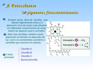 A Fotossíntese
               Os pigmentos fotossintetizantes
   Existem vários tipos de clorofila, que
       diferem ligeiramente entre si e
  absorvem a luz de modo mais eficiente
   em diferentes comprimentos de onda,
    dentro do espectro azul e vermelho.
   Além das clorofilas, existem outros
 pigmentos envolvidos na absorção de
 luz, como os carotenóides (caroteno e
 xantofila) que ocorrem em plantas.

               Clorofila A
               Clorofila B
  4 tipos
principais     Clorofila C
               Bacterioclorofila
 