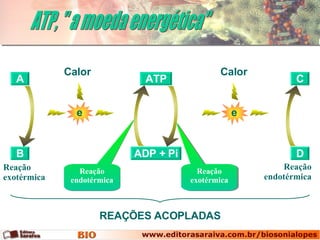 ATP, &quot; a moeda energética&quot; A B Reação endotérmica Reação exotérmica C D Reação exotérmica Reação endotérmica ADP + Pi ATP e Calor e Calor REAÇÕES ACOPLADAS 