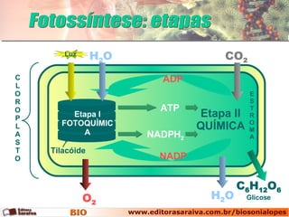 Etapa II QUÍMICA Etapa I FOTOQUÍMICA E S T R O M A Fotossíntese: etapas Glicose C L O R O P L A S T O Tilacóide Luz H 2 O CO 2 ADP NADP H 2 O C 6 H 12 O 6 ATP NADPH 2 O 2 