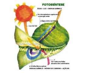 Fotossíntese. 