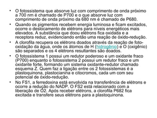 • O fotossistema que absorve luz com comprimento de onda próximo
a 700 nm é chamado de P700 e o que absorve luz com
comprimento de onda próximo da 680 nm é chamado de P680.
• Quando os pigmentos recebem energia luminosa e ficam excitados,
ocorre o deslocamento de elétrons para níveis energéticos mais
elevados. A substância que doou elétrons fica oxidada e a
receptora reduz, evidenciando então uma reação de óxido-redução.
• A clorofila recupera os elétrons doados através da reação de foto-
oxidação da água, onde os átomos de H (hidrogênio) e O (oxigênio)
são separados e os 4 elétrons resultantes são doados.
• O fotossistema 1 possui um redutor poderoso e um oxidante fraco
(P700) enquanto o fotossistema 2 possui um redutor fraco e um
oxidante forte, formando um sistema oxidante-redutor chamado
esquema Z. Quem faz a ligação entre os 2 fotossistemas é a
plastoquinona, plastocianina e citocromos, cada um com seu
potencial de óxido-redução.
• No FS1, a ferredoxina está envolvida na transferência de elétrons e
ocorre a redução do NADP. O FS2 está relacionado com a
liberação de O2. Após receber elétrons, a clorofila P682 fica
excitada e transfere seus elétrons para a plastoquinona.
 