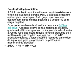• Fotofosforilação acíclica
• A fotofosforilação acíclica utiliza os dois fotossistemas e
tem início quando a clorofila P680 é excitada e doa um
elétron para um aceptor Q do grupo das quinonas
ficando com carga elétrica positiva e o aceptor Q com
carga negativa.
• Esse poder oxidante da clorofila a provoca a fotólise
da água. A reação ocorre com 2 moléculas de água,
que tem 4 elétrons captados por 4 moléculas de clorofila
a. Como resultado desta reação temos a produção de 1
molécula de gás oxigênio e 4 íons de H+. O ATP
produzido durante a fotossíntese é resultado da fotólise
da água, que gera um gradiente de prótons na
membrana do tilacóide.
• 2H2O -> 4e- + 4H+ + O2
 