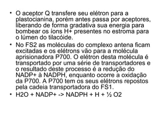 • O aceptor Q transfere seu elétron para a
plastocianina, porém antes passa por aceptores,
liberando de forma gradativa sua energia para
bombear os íons H+ presentes no estroma para
o lúmen do tilacóide.
• No FS2 as moléculas do complexo antena ficam
excitadas e os elétrons vão para a molécula
aprisionadora P700. O elétron desta molécula é
transportado por uma série de transportadores e
o resultado deste processo é a redução do
NADP+ à NADPH, enquanto ocorre a oxidação
da P700. A P700 tem os seus elétrons repostos
pela cadeia transportadora do FS1.
• H2O + NADP+ -> NADPH + H + ½ O2
 