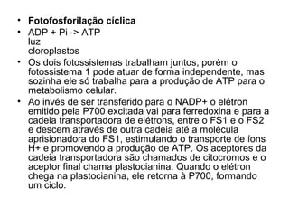 • Fotofosforilação cíclica
• ADP + Pi -> ATP
luz
cloroplastos
• Os dois fotossistemas trabalham juntos, porém o
fotossistema 1 pode atuar de forma independente, mas
sozinha ele só trabalha para a produção de ATP para o
metabolismo celular.
• Ao invés de ser transferido para o NADP+ o elétron
emitido pela P700 excitada vai para ferredoxina e para a
cadeia transportadora de elétrons, entre o FS1 e o FS2
e descem através de outra cadeia até a molécula
aprisionadora do FS1, estimulando o transporte de íons
H+ e promovendo a produção de ATP. Os aceptores da
cadeia transportadora são chamados de citocromos e o
aceptor final chama plastocianina. Quando o elétron
chega na plastocianina, ele retorna à P700, formando
um ciclo.
 