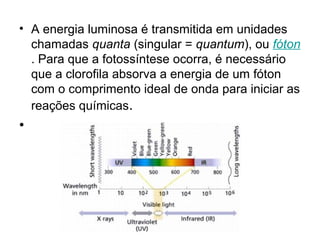• A energia luminosa é transmitida em unidades
chamadas quanta (singular = quantum), ou fóton
. Para que a fotossíntese ocorra, é necessário
que a clorofila absorva a energia de um fóton
com o comprimento ideal de onda para iniciar as
reações químicas.
•
 