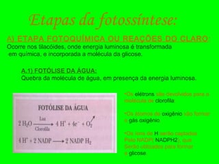 Etapas da fotossíntese:
A) ETAPA FOTOQUÍMICA OU REAÇÕES DO CLARO:
Ocorre nos tilacóides, onde energia luminosa é transformada
em química, e incorporada a molécula da glicose.
A.1) FOTÓLISE DA ÁGUA:
Quebra da molécula de água, em presença da energia luminosa.
•Os elétrons são devolvidos para a
molécula de clorofila;
•Os átomos de oxigênio vão formar
o gás oxigênio.
•Os íons de H serão captados
Pelo NADP( NADPH2), que
Serão utilizados para formar
a glicose.
 