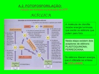 A.2. FOTOFOSFORILAÇÃO:
Adição de fosfatos e produção de ATP.
ACÍCLICA
A molécula de clorofila
recebe energia luminosa,
que excita os elétrons que
pulam para fora.
Os elétrons liberam energia,
que é utilizada na síntese
de ATP e NADP.
Nesta etapa existem dois
aceptores de elétrons:
PLASTOQUINONA;
FERREDOXINA.
 