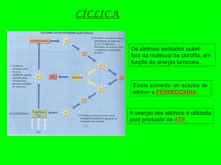 CÍCLICA
Os elétrons excitados pulam
fora da molécula de clorofila, em
função da energia luminosa.
Existe somente um aceptor de
elétron a FERREDOXINA.
A energia dos elétrons é utilizada
para produção de ATP.
 