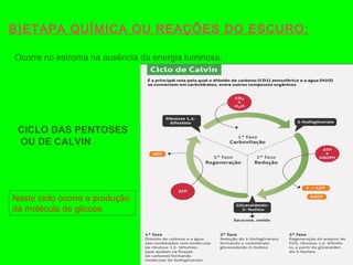 B)ETAPA QUÍMICA OU REAÇÕES DO ESCURO:
CICLO DAS PENTOSES
OU DE CALVIN
Ocorre no estroma na ausência da energia luminosa.
Neste ciclo ocorre a produção
da molécula de glicose.
 