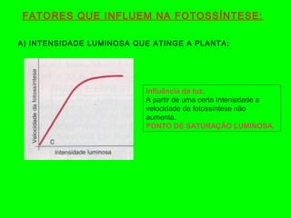 FATORES QUE INFLUEM NA FOTOSSÍNTESE:
A) INTENSIDADE LUMINOSA QUE ATINGE A PLANTA:
Influência da luz.
A partir de uma certa Intensidade a
velocidade da fotossíntese não
aumenta.
PONTO DE SATURAÇÃO LUMINOSA.
 