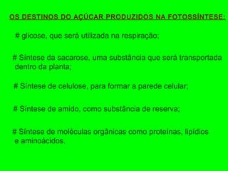 OS DESTINOS DO AÇÚCAR PRODUZIDOS NA FOTOSSÍNTESE:
# glicose, que será utilizada na respiração;
# Síntese da sacarose, uma substância que será transportada
dentro da planta;
# Síntese de celulose, para formar a parede celular;
# Síntese de amido, como substância de reserva;
# Síntese de moléculas orgânicas como proteínas, lipídios
e aminoácidos.
 