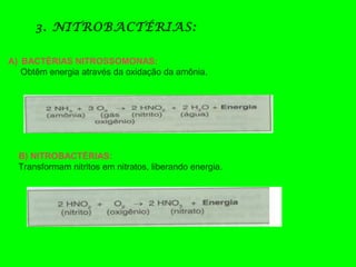 A) BACTÉRIAS NITROSSOMONAS:
Obtêm energia através da oxidação da amônia.
B) NITROBACTÉRIAS:
Transformam nitritos em nitratos, liberando energia.
3. NITROBACTÉRIAS:
 