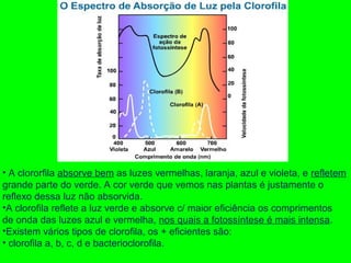 • A clororfila absorve bem as luzes vermelhas, laranja, azul e violeta, e refletem
grande parte do verde. A cor verde que vemos nas plantas é justamente o
reflexo dessa luz não absorvida.
•A clorofila reflete a luz verde e absorve c/ maior eficiência os comprimentos
de onda das luzes azul e vermelha, nos quais a fotossíntese é mais intensa.
•Existem vários tipos de clorofila, os + eficientes são:
• clorofila a, b, c, d e bacterioclorofila.
 