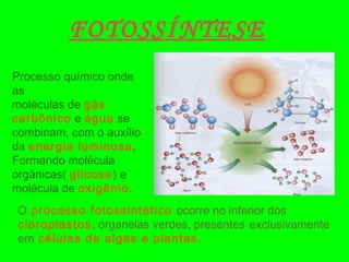 Processo químico onde
as
moléculas de gás
carbônico e água se
combinam, com o auxílio
da energia luminosa,
Formando molécula
orgânicas( glicose) e
molécula de oxigênio.
FOTOSSÍNTESE
O processo fotossintético ocorre no interior dos
cloroplastos, organelas verdes, presentes exclusivamente
em células de algas e plantas.
 