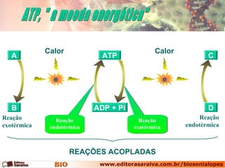 A
B ADP + Pi
ATP
Reação
endotérmica
Reação
endotérmica
Reação
exotérmica
Reação
exotérmica
C
D
e
Calor
e
Calor
REAÇÕES ACOPLADAS
Reação
exotérmica
Reação
endotérmica
