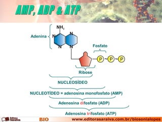NUCLEOSÍDEO
NUCLEOTÍDEO = adenosina monofosfato (AMP)
Adenosina difosfato (ADP)
Adenosina trifosfato (ATP)
Adenina
Fosfato
Ribose