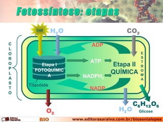 C
L
O
R
O
P
L
A
S
T
O
Tilacóide
Etapa II
QUÍMICA
Etapa I
FOTOQUÍMIC
A
Luz H2O CO2
ADP
NADP
H2O
C6H12O6
ATP
NADPH2
O2
E
S
T
R
O
M
A
Glicose