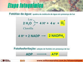 Fotólise da água: quebra da molécula de água em presença de luz
Luz
Clorofila
Fotofosforilação: adição de fosfato em presença de luz
ATPADP
O2
2 NADPH2
4 H+
+ 4 e-
+2 H2O
4 H+
+ 2 NADP