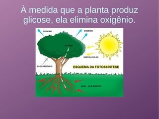 À medida que a planta produz
glicose, ela elimina oxigênio.