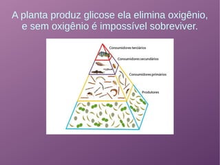A planta produz glicose ela elimina oxigênio,
e sem oxigênio é impossível sobreviver.