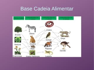 Base Cadeia Alimentar