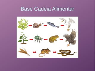 Base Cadeia Alimentar