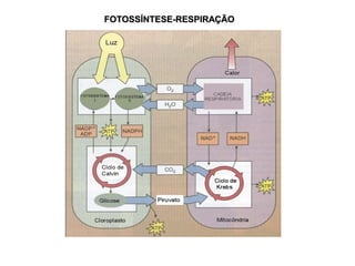 FOTOSSÍNTESE-RESPIRAÇÃO
 