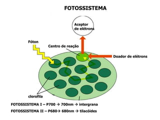FOTOSSISTEMA
Centro de reação
Aceptor
de elétrons
Doador de elétrons
Fóton
clorofila
FOTOSSISTEMA I – P700  700nm  intergrana
FOTOSSISTEMA II – P680 680nm  tilacóides
 
