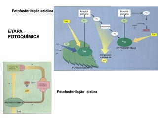 Fotofosforilação cíclica
Fotofosforilação acíclica
ETAPA
FOTOQUÍMICA
 