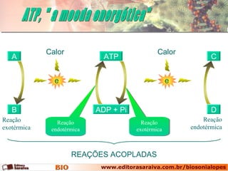Calor                             Calor
   A                          ATP                              C


               e                                    e


   B                        ADP + Pi                           D
Reação          Reação                   Reação
                                                            Reação
exotérmica    endotérmica              exotérmica       endotérmica



                     REAÇÕES ACOPLADAS
 