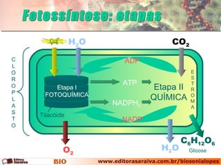 Luz      H2O                 CO2
C                       ADP
L
O                                          E
R                                          S
                        ATP                T
O       Etapa I                 Etapa II   R
P    FOTOQUÍMICA
L                              QUÍMICA     O
                                           M
A                     NADPH2               A
S
    Tilacóide
T                       NADP
O

                                       C6H12O6
             O2                  H2O       Glicose
 