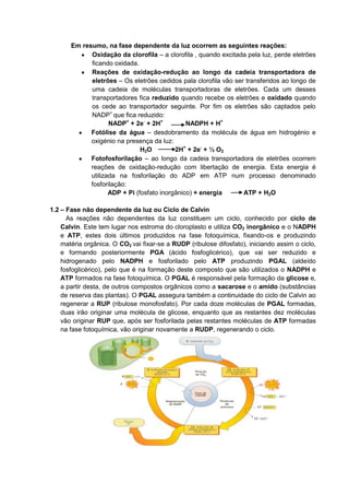 Em resumo, na fase dependente da luz ocorrem as seguintes reações:
             Oxidação da clorofila – a clorofila , quando excitada pela luz, perde eletrões
             ficando oxidada.
             Reações de oxidação-redução ao longo da cadeia transportadora de
             eletrões – Os eletrões cedidos pala clorofila vão ser transferidos ao longo de
             uma cadeia de moléculas transportadoras de eletrões. Cada um desses
             transportadores fica reduzido quando recebe os eletrões e oxidado quando
             os cede ao transportador seguinte. Por fim os eletrões são captados pelo
             NADP+ que fica reduzido:
                    NADP+ + 2e- + 2H+          NADPH + H+
             Fotólise da água – desdobramento da molécula de água em hidrogénio e
             oxigénio na presença da luz:
                               H2O         2H+ + 2e- + ½ O2
             Fotofosforilação – ao longo da cadeia transportadora de eletrões ocorrem
             reações de oxidação-redução com libertação de energia. Esta energia é
             utilizada na fosforilação do ADP em ATP num processo denominado
             fosforilação:
                    ADP + Pi (fosfato inorgânico) + energia       ATP + H2O

1.2 – Fase não dependente da luz ou Ciclo de Calvin
      As reações não dependentes da luz constituem um ciclo, conhecido por ciclo de
    Calvin. Este tem lugar nos estroma do cloroplasto e utiliza CO2 inorgânico e o NADPH
    e ATP, estes dois últimos produzidos na fase fotoquímica, fixando-os e produzindo
    matéria orgânica. O CO2 vai fixar-se a RUDP (ribulose difosfato), iniciando assim o ciclo,
    e formando posteriormente PGA (ácido fosfoglicérico), que vai ser reduzido e
    hidrogenado pelo NADPH e fosforilado pelo ATP produzindo PGAL (aldeído
    fosfoglicérico), pelo que é na formação deste composto que são utilizados o NADPH e
    ATP formados na fase fotoquímica. O PGAL é responsável pela formação da glicose e,
    a partir desta, de outros compostos orgânicos como a sacarose e o amido (substâncias
    de reserva das plantas). O PGAL assegura também a continuidade do ciclo de Calvin ao
    regenerar a RUP (ribulose monofosfato). Por cada doze moléculas de PGAL formadas,
    duas irão originar uma molécula de glicose, enquanto que as restantes dez moléculas
    vão originar RUP que, após ser fosforilada pelas restantes moléculas de ATP formadas
    na fase fotoquímica, vão originar novamente a RUDP, regenerando o ciclo.
 