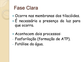 Fase Clara
 Ocorre nas membranas dos tilacóides.
 É necessária a presença da luz para
  que ocorra.

   Acontecem dois processos:
-   Fosforilação (formação de ATP).
-   Fotólise da água.
 