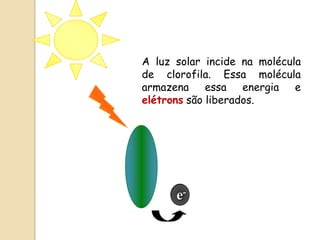 A luz solar incide na molécula
de clorofila. Essa molécula
armazena essa energia        e
elétrons são liberados.




      e-
 