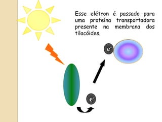 Esse elétron é passado para
uma proteína transportadora
presente na membrana dos
tilacóides.

          e-




    e-
 