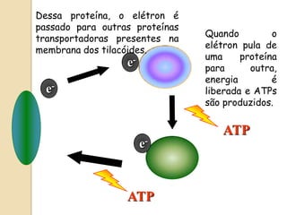 Dessa proteína, o elétron é
passado para outras proteínas
                                Quando         o
transportadoras presentes na
                                elétron pula de
membrana dos tilacóides.
                                uma     proteína
                  e-            para      outra,
                                energia        é
  e-                            liberada e ATPs
                                são produzidos.


                                   ATP
                       e-



                  ATP
 