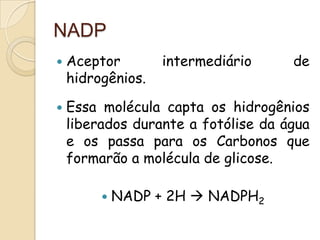 NADP
   Aceptor        intermediário     de
    hidrogênios.

   Essa molécula capta os hidrogênios
    liberados durante a fotólise da água
    e os passa para os Carbonos que
    formarão a molécula de glicose.

            NADP + 2H  NADPH2
 