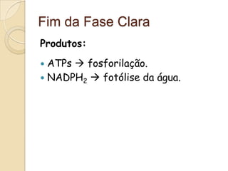Fim da Fase Clara
Produtos:
 ATPs  fosforilação.
 NADPH2  fotólise da água.
 