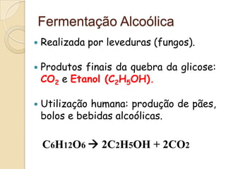 Fermentação Alcoólica
   Realizada por leveduras (fungos).

   Produtos finais da quebra da glicose:
    CO2 e Etanol (C2H5OH).

   Utilização humana: produção de pães,
    bolos e bebidas alcoólicas.

    C6H12O6  2C2H5OH + 2CO2
 