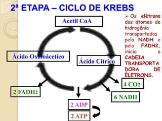 2ª ETAPA – CICLO DE KREBS
                                        Os elétrons
                 Acetil CoA            dos átomos de
                                       hidrogênio
                                       transportados
                                       pelo NADH e
                                       pelo FADH2,
                                       inicia        a
Ácido Oxaloácetico                     CADEIA
                       Ácido Cítrico   TRANSPORTA
                                       DORA        DE
                                       ÉLETRONS.
                                       4 CO2
2 FADH2
                                   6 NADH
                     2 ADP
                     2 ATP
 
