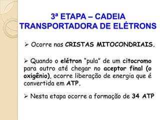 3ª ETAPA – CADEIA
TRANSPORTADORA DE ELÉTRONS

 Ocorre nas CRISTAS MITOCONDRIAIS.

 Quando o elétron “pula” de um citocromo
para outro até chegar no aceptor final (o
oxigênio), ocorre liberação de energia que é
convertida em ATP.

 Nesta etapa ocorre a formação de 34 ATP
 