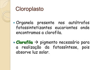 Cloroplasto

   Organela presente nos autótrofos
    fotossintetizantes eucariontes onde
    encontramos a clorofila.

   Clorofila  pigmento necessário para
    a realização da fotossíntese, pois
    absorve luz solar.
 