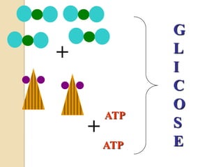 G
+             L
              I
              C
              O
        ATP
    +         S
        ATP   E
 