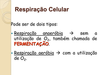 Respiração Celular

Pode ser de dois tipos:

   Respiração anaeróbia  sem a
    utilização de O2, também chamada de
    FERMENTAÇÃO.

   Respiração aeróbia  com a utilização
    de O2.
 