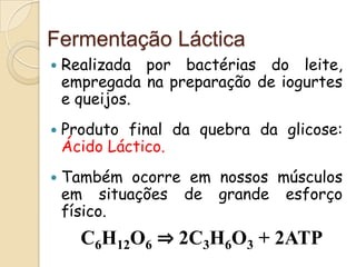 Fermentação Láctica
   Realizada por bactérias do leite,
    empregada na preparação de iogurtes
    e queijos.
   Produto final da quebra da glicose:
    Ácido Láctico.
   Também ocorre em nossos músculos
    em situações de grande esforço
    físico.
      C6H12O6 ⇒ 2C3H6O3 + 2ATP
 