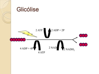 Glicólise


              2 ATP     2 ADP + 2P




 4 ADP + 4P            2 NAD
                                 2 NADH2
               4 ATP
 