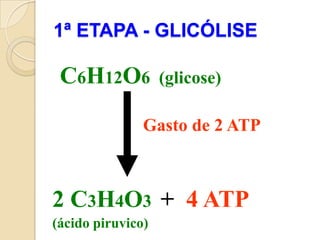 1ª ETAPA - GLICÓLISE

 C6H12O6           (glicose)

               Gasto de 2 ATP



2 C3H4O3 + 4 ATP
(ácido piruvico)
 