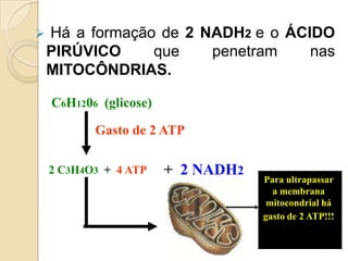    Há a formação de 2 NADH2 e o ÁCIDO
    PIRÚVICO     que    penetram    nas
    MITOCÔNDRIAS.

    C6H1206 (glicose)

           Gasto de 2 ATP

    2 C3H4O3 + 4 ATP    + 2 NADH2
                                    Para ultrapassar
                                      a membrana
                                     mitocondrial há
                                    gasto de 2 ATP!!!
 
